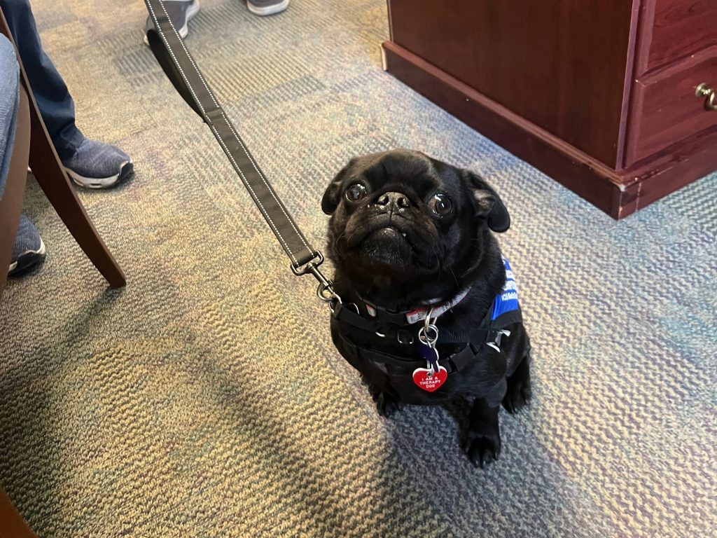 Therapy Dog - Gus